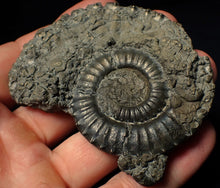 Load image into Gallery viewer, Large Crucilobiceras pyrite ammonite fossil (75 mm)
