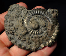 Load image into Gallery viewer, Large Crucilobiceras pyrite ammonite fossil (75 mm)
