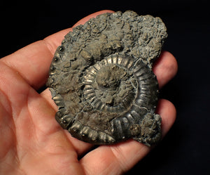 Large Crucilobiceras pyrite ammonite fossil (75 mm)