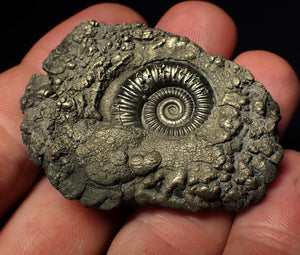 Crucilobiceras pyrite ammonite fossil (50 mm)