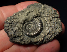 Load image into Gallery viewer, Crucilobiceras pyrite ammonite fossil (50 mm)
