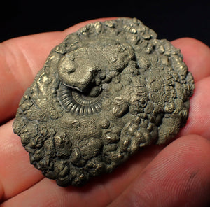 Crucilobiceras pyrite ammonite fossil (50 mm)