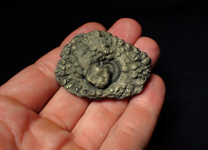 Crucilobiceras pyrite ammonite fossil (50 mm)