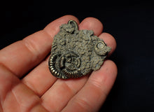 Load image into Gallery viewer, Pyrite multi-ammonite fossil (43 mm)
