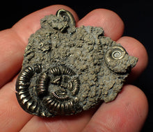 Load image into Gallery viewer, Pyrite multi-ammonite fossil (43 mm)
