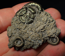 Load image into Gallery viewer, Pyrite multi-ammonite fossil (43 mm)
