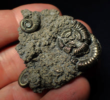 Load image into Gallery viewer, Pyrite multi-ammonite fossil (43 mm)
