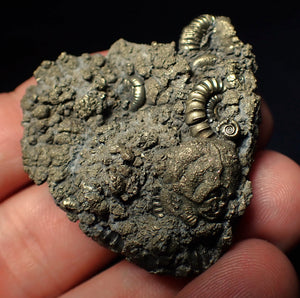 Pyrite multi-ammonite fossil (43 mm)