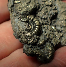 Load image into Gallery viewer, Pyrite multi-ammonite fossil (43 mm)
