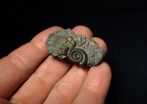 Crucilobiceras pyrite ammonite fossil (42 mm)