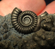 Load image into Gallery viewer, Crucilobiceras pyrite ammonite fossil (42 mm)

