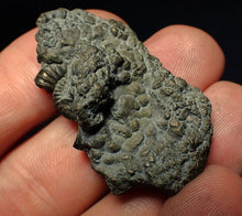Load image into Gallery viewer, Crucilobiceras pyrite ammonite fossil (42 mm)
