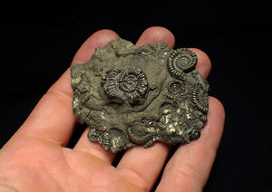 Large pyrite multi-ammonite & bivalve fossil (68 mm)
