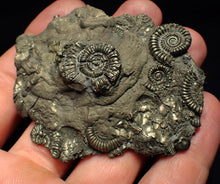 Load image into Gallery viewer, Large pyrite multi-ammonite &amp; bivalve fossil (68 mm)
