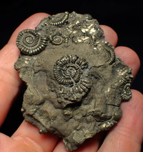 Load image into Gallery viewer, Large pyrite multi-ammonite &amp; bivalve fossil (68 mm)
