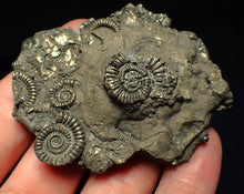 Load image into Gallery viewer, Large pyrite multi-ammonite &amp; bivalve fossil (68 mm)
