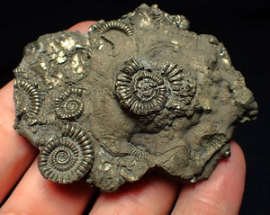 Large pyrite multi-ammonite & bivalve fossil (68 mm)