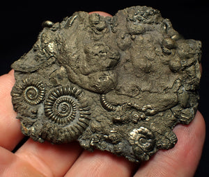Large pyrite multi-ammonite & bivalve fossil (68 mm)