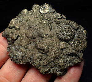 Large pyrite multi-ammonite & bivalve fossil (68 mm)