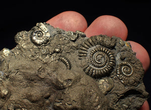 Large pyrite multi-ammonite & bivalve fossil (68 mm)