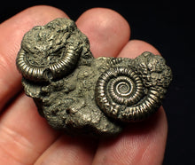 Load image into Gallery viewer, Pyrite multi-ammonite fossil (36 mm)
