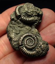 Load image into Gallery viewer, Pyrite multi-ammonite fossil (36 mm)
