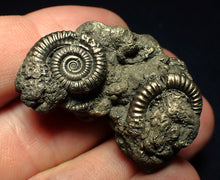 Load image into Gallery viewer, Pyrite multi-ammonite fossil (36 mm)
