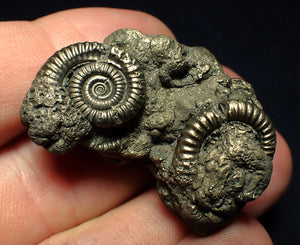 Pyrite multi-ammonite fossil (36 mm)