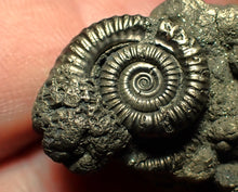 Load image into Gallery viewer, Pyrite multi-ammonite fossil (36 mm)
