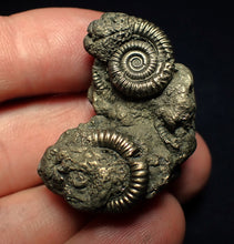 Load image into Gallery viewer, Pyrite multi-ammonite fossil (36 mm)
