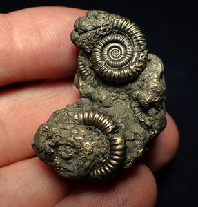 Pyrite multi-ammonite fossil (36 mm)