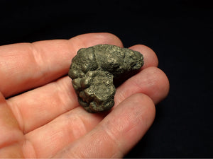 Pyrite multi-ammonite fossil (36 mm)