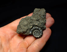 Load image into Gallery viewer, Pyrite Eoderoceras ammonite fossil (70 mm)
