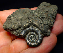 Load image into Gallery viewer, Pyrite Eoderoceras ammonite fossil (70 mm)
