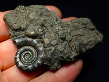 Load image into Gallery viewer, Pyrite Eoderoceras ammonite fossil (70 mm)

