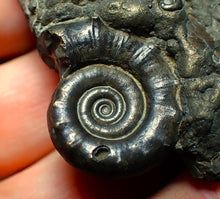 Load image into Gallery viewer, Pyrite Eoderoceras ammonite fossil (70 mm)
