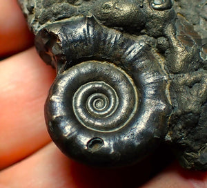 Pyrite Eoderoceras ammonite fossil (70 mm)