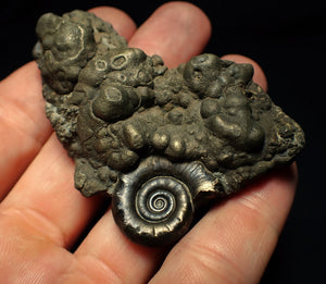 Pyrite Eoderoceras ammonite fossil (70 mm)