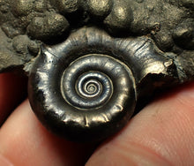 Load image into Gallery viewer, Pyrite Eoderoceras ammonite fossil (70 mm)
