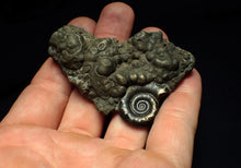 Load image into Gallery viewer, Pyrite Eoderoceras ammonite fossil (70 mm)
