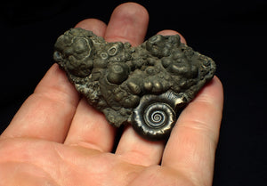 Pyrite Eoderoceras ammonite fossil (70 mm)