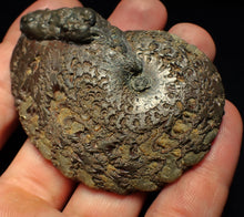 Load image into Gallery viewer, Large Oxynoticeras pyrite ammonite fossil (68 mm)
