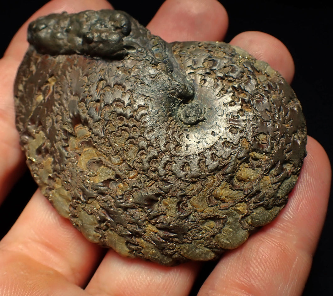Large Oxynoticeras pyrite ammonite fossil (68 mm)