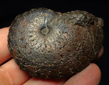 Load image into Gallery viewer, Large Oxynoticeras pyrite ammonite fossil (68 mm)
