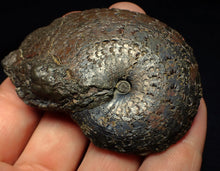 Load image into Gallery viewer, Large Oxynoticeras pyrite ammonite fossil (68 mm)
