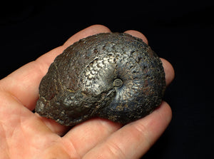 Large Oxynoticeras pyrite ammonite fossil (68 mm)