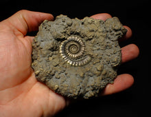 Load image into Gallery viewer, Huge Crucilobiceras pyrite ammonite fossil (113 mm)
