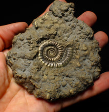 Load image into Gallery viewer, Huge Crucilobiceras pyrite ammonite fossil (113 mm)
