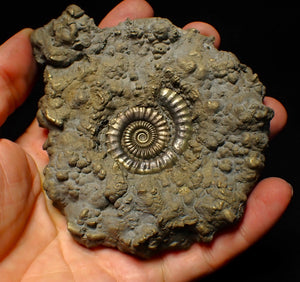 Huge Crucilobiceras pyrite ammonite fossil (113 mm)