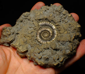 Huge Crucilobiceras pyrite ammonite fossil (113 mm)